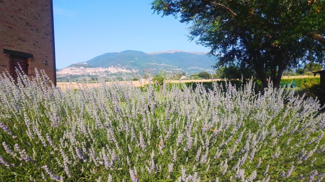 Assisium Agriturismo المظهر الخارجي الصورة